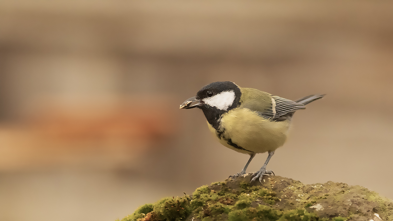 Great Tit